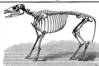 An illustration from Scientific American, Vol. 72, No. 15 (April 1895) (1895)
