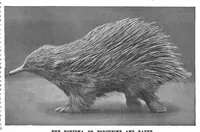 Picture 10 of 16 from Scientific American, Vol. 72, No. 17 (April 1895) (1895), leaf 8