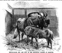 An illustration from Scientific American, Vol. 72, No. 19 (May 1895) (1895)