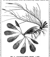 An illustration from Scientific American, Vol. 72, No. 22 (June 1895) (1895)