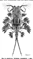 An illustration from Scientific American, Vol. 72, No. 22 (June 1895) (1895)