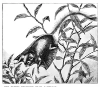 An illustration from Scientific American, Vol. 73, No. 5 (August 1895) (1895)