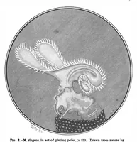 Picture 11 of 15 from Scientific American, Vol. 73, No. 6 (August 1895) (1895), leaf 10