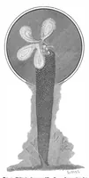 An illustration from Scientific American, Vol. 73, No. 6 (August 1895) (1895)