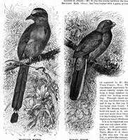 An illustration from Scientific American, Vol. 73, No. 15 (October 1895) (1895)