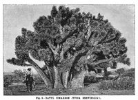 Picture 11 of 19 from Scientific American, Vol. 75, No. 1 (July 1896) (1896), leaf 10