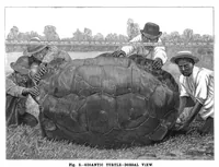 An illustration from Scientific American, Vol. 75, No. 1 (July 1896) (1896)