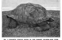 An illustration from Scientific American, Vol. 75, No. 1 (July 1896) (1896)