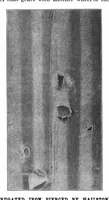 Picture 15 of 18 from Scientific American, Vol. 75, No. 11 (September 1896) (1896), leaf 10