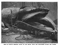 Picture 11 of 16 from Scientific American, Vol. 76, No. 5 (January 1897) (1897), leaf 8