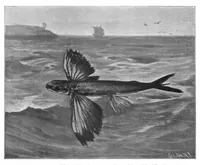 An illustration from Scientific American, Vol. 77, No. 4 (July 1897) (1897)