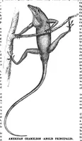An illustration from Scientific American, Vol. 77, No. 17 (October 1897) (1897)