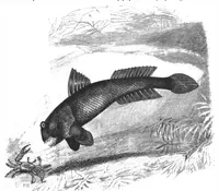 An illustration from Scientific American, Vol. 78, No. 2 (January 1898) (1898)