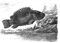 An illustration from Scientific American, Vol. 78, No. 2 (January 1898) (1898)
