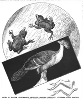 Picture 4 of 14 from Scientific American, Vol. 78, No. 8 (February 1898) (1898), leaf 4
