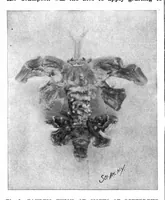 An illustration from Scientific American, Vol. 78, No. 9 (February 1898) (1898)