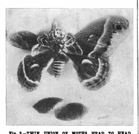 Picture 8 of 15 from Scientific American, Vol. 78, No. 9 (February 1898) (1898), leaf 6