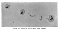 An illustration from Scientific American, Vol. 78, No. 11 (March 1898) (1898)