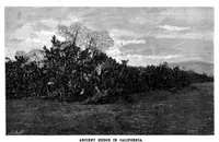 An illustration from Scientific American, Vol. 78, No. 19 (May 1898) (1898)