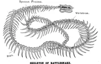 Picture 17 of 18 from Scientific American, Vol. 79, No. 21 (November 1898) (1898), leaf 10