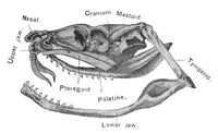 An illustration from Scientific American, Vol. 79, No. 21 (November 1898) (1898)