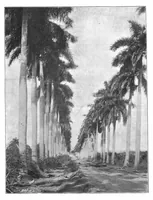 Picture 5 of 14 from Scientific American, Vol. 80, No. 3 (January 1899) (1899), leaf 7