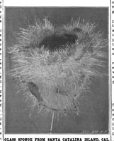 Picture 14 of 17 from Scientific American, Vol. 80, No. 5 (February 1899) (1899), leaf 10