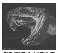 Picture 10 of 16 from Scientific American, Vol. 80, No. 12 (March 1899) (1899), leaf 8