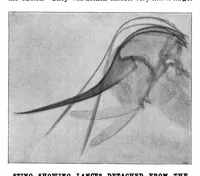 Picture 17 of 22 from Scientific American, Vol. 80, No. 14 (April 1899) (1899), leaf 10