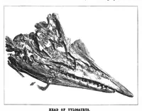An illustration from Scientific American, Vol. 81, No. 1 (July 1899) (1899)