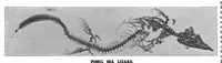 An illustration from Scientific American, Vol. 81, No. 1 (July 1899) (1899)
