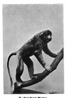 An illustration from Scientific American, Vol. 81, No. 11 (September 1899) (1899)