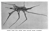 An illustration from Scientific American, Vol. 81, No. 12 (September 1899) (1899)