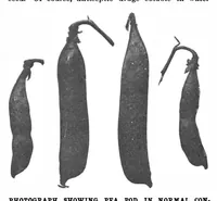 Picture 5 of 19 from Scientific American, Vol. 81, No. 21 (November 1899) (1899), leaf 4