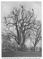 Picture 10 of 17 from Scientific American, Vol. 81, No. 22 (November 1899) (1899), leaf 8