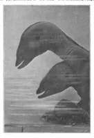 Picture 11 of 15 from Scientific American, Vol. 81, No. 23 (December 1899) (1899), leaf 9