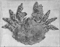 An illustration from Scientific American, Vol. 81, No. 27 (December 1899) (1899)