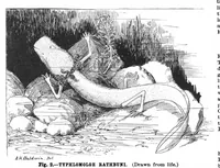 Picture 11 of 15 from Scientific American, Vol. 82, No. 7 (February 1900) (1900), leaf 10