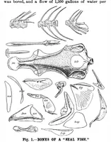 Picture 12 of 15 from Scientific American, Vol. 82, No. 7 (February 1900) (1900), leaf 10