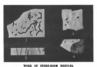 Picture 17 of 23 from Scientific American, Vol. 82, No. 22 (June 1900) (1900), leaf 10