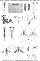 An illustration from Scientific American, Vol. 83, No. 1 (July 1900) (1900)
