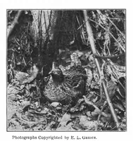 Picture 12 of 15 from Scientific American, Vol. 83, No. 5 (August 1900) (1900), leaf 10