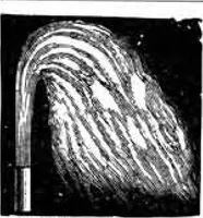 An illustration from Scientific American, Vol. 83, No. 16 (October 1900) (1900)