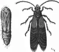 An illustration from Scientific American, Vol. 83, No. 16 (October 1900) (1900)