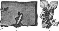 An illustration from Scientific American, Vol. 83, No. 16 (October 1900) (1900)
