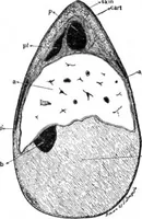 An illustration from Scientific American, Vol. 83, No. 23 (December 1900) (1900)