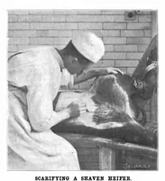 An illustration from Scientific American, Vol. 84, No. 3 (January 1901) (1901)