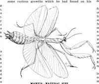 An illustration from Scientific American, Vol. 84, No. 7 (February 1901) (1901)