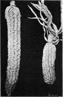 An illustration from Scientific American, Vol. 84, No. 9 (March 1901) (1901)