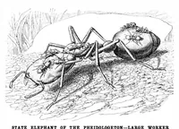 An illustration from Scientific American, Vol. 84, No. 17 (April 1901) (1901)